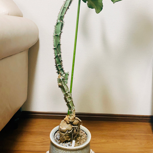現品］【希少】モナデニウム マグニフィカム 観葉植物 レア 珍奇植物