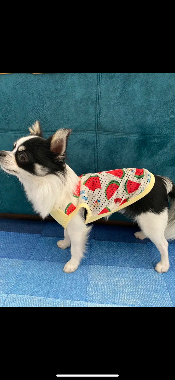 犬服 メッシュ タンクトップ スイカ 3枚目の画像