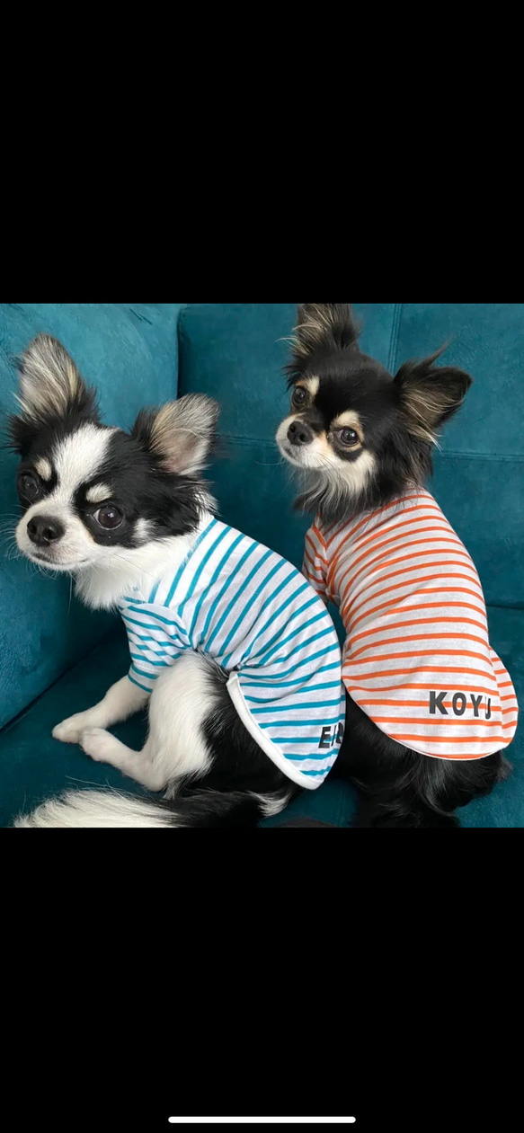 【名入れOK】夏向け シンプルボーダーTシャツ  犬服 6枚目の画像