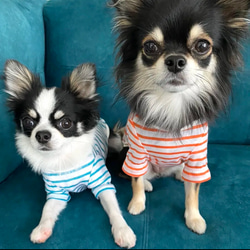 【名入れOK】夏向け シンプルボーダーTシャツ  犬服 5枚目の画像