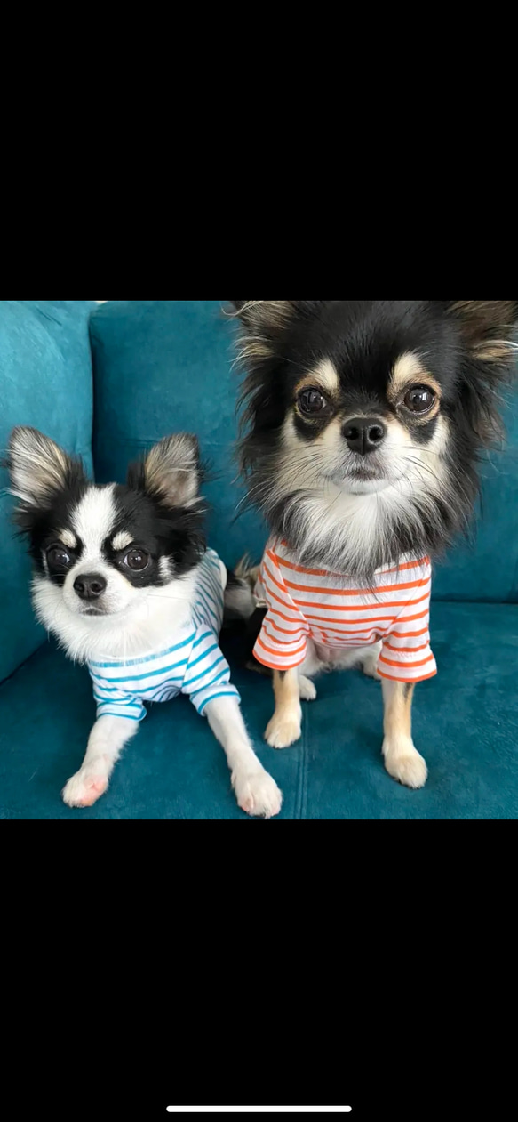 【名入れOK】夏向け シンプルボーダーTシャツ  犬服 5枚目の画像
