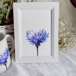 青紫の矢車菊（コーンフラワー）イラストのポストカード３枚セット　 4枚目の画像