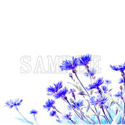青紫の矢車菊（コーンフラワー）イラストのポストカード３枚セット　 8枚目の画像