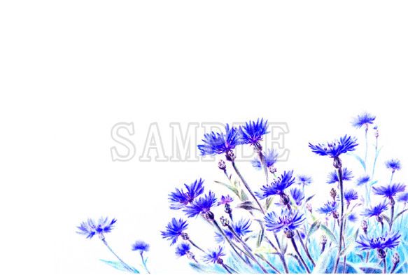 青紫の矢車菊（コーンフラワー）イラストのポストカード３枚セット　 8枚目の画像