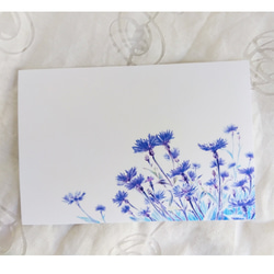 青紫の矢車菊（コーンフラワー）イラストのポストカード３枚セット　 9枚目の画像