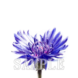 青紫の矢車菊（コーンフラワー）イラストのポストカード３枚セット　 2枚目の画像