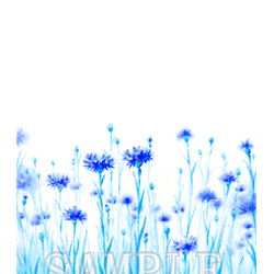 青紫の矢車菊（コーンフラワー）イラストのポストカード３枚セット　 5枚目の画像