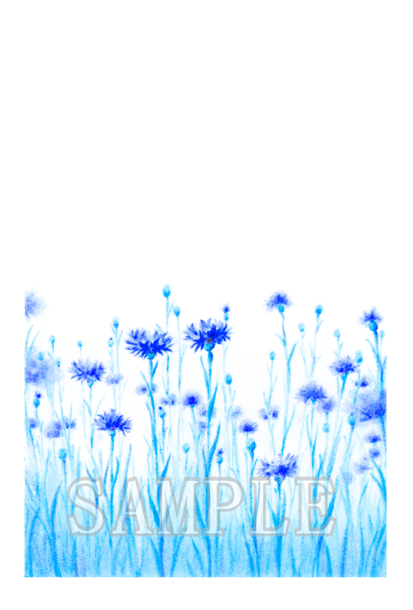 青紫の矢車菊（コーンフラワー）イラストのポストカード３枚セット　 5枚目の画像