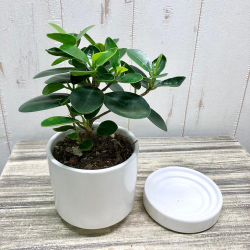 パンダガジュマル セラミック鉢 受皿付 その他インテリア雑貨 PLANTS