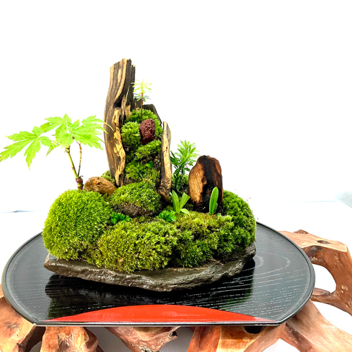 【原画（額縁無し）】『ボンサイ様』（盆栽　苔　植物　五穀豊穣　お米） 原画（額縁無し）】『ボンサイ様』（盆栽 苔 植物 五穀豊穣 お米）