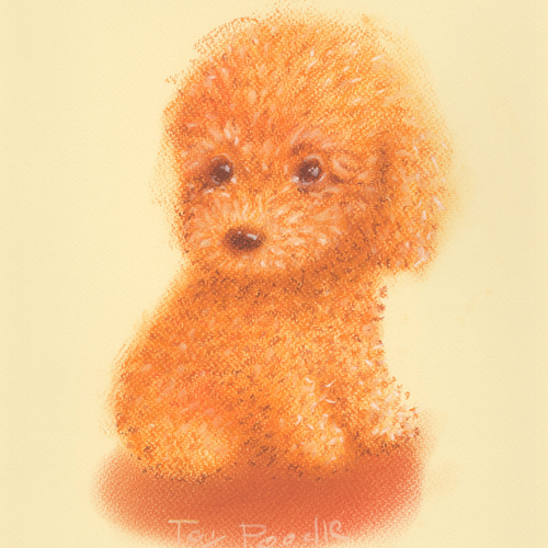 トイ・プードル（パステル画・マット紙付き） 絵画 パステル画
