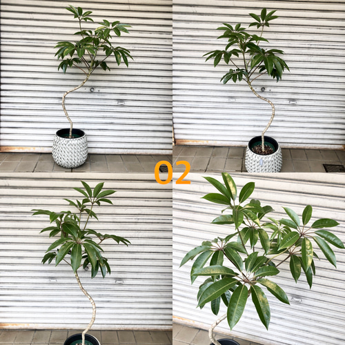 曲がり樹形 ツピダンサス 鉢カバー付き その他インテリア雑貨 PLANTS