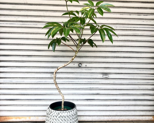 c37df5c78569eb9c2164eb09f6c95a