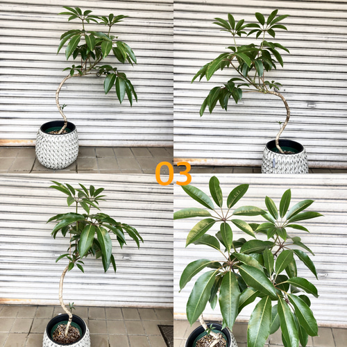 曲がり樹形 ツピダンサス 鉢カバー付き その他インテリア雑貨 PLANTS