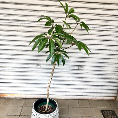 曲がり樹形 ツピダンサス 鉢カバー付き その他インテリア雑貨 PLANTS