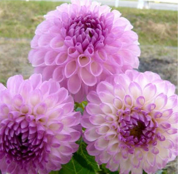 ダリア【シニアボール 芽出し苗】上手く育てると30以上の開花