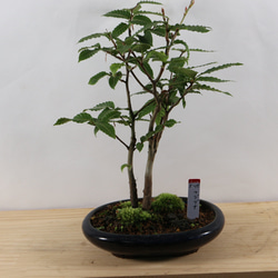 a＆e２１ イワヒバ寄せ植え盆栽 大小11幹有り 山野草盆栽 激安 a＆e21 イワヒバ寄せ植え盆栽 大小11幹有り 山野草盆栽 激安