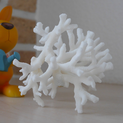 沖縄県 宮古島産 天然 枝サンゴ Sサイズ 割れ物注意！素材販売