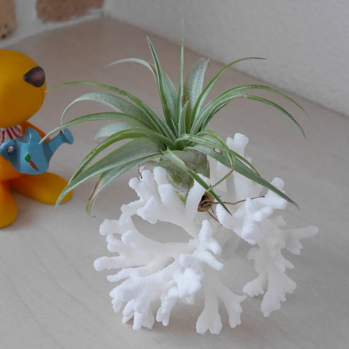 沖縄県 宮古島産 天然 枝サンゴ Sサイズ 割れ物注意！素材販売