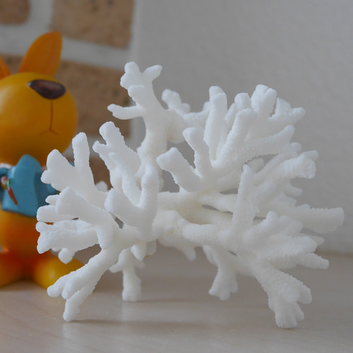 沖縄 珊瑚 置き飾り 沖縄 珊瑚 置き飾り