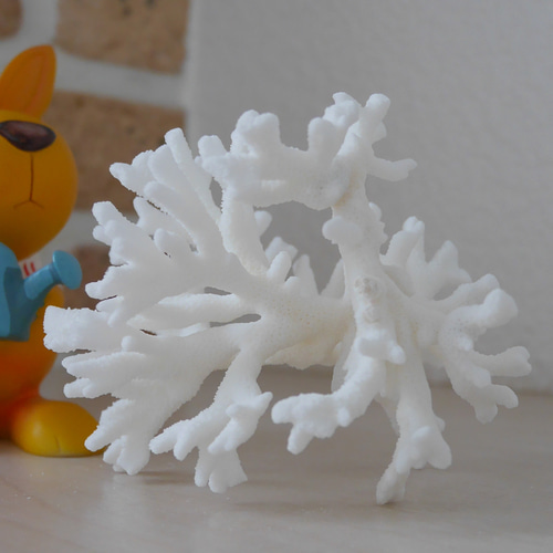 沖縄県 宮古島産 天然 枝サンゴ Sサイズ 割れ物注意！素材販売