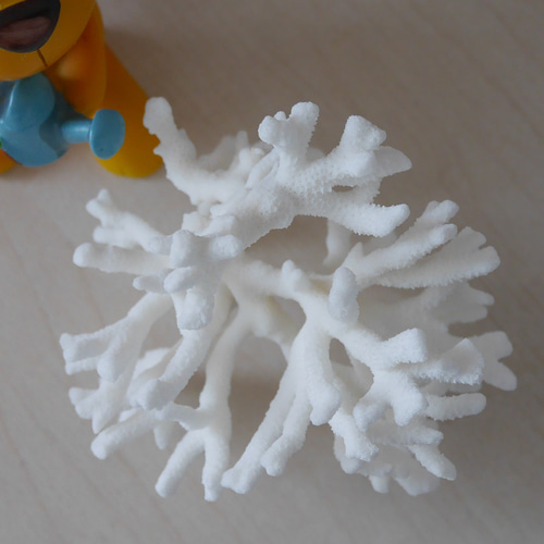 沖縄県 宮古島産 天然 枝サンゴ Sサイズ 割れ物注意！素材販売