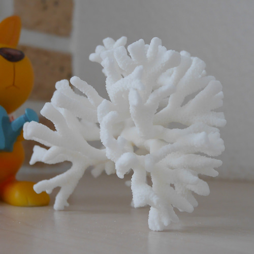 沖縄県 宮古島産 天然 枝サンゴ Sサイズ 割れ物注意！素材販売