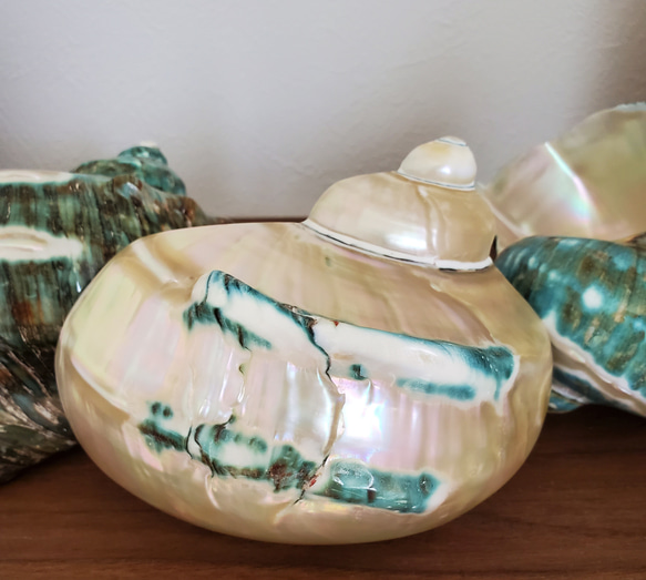 【夜光貝】ジュエリートレー×酒器 5cm