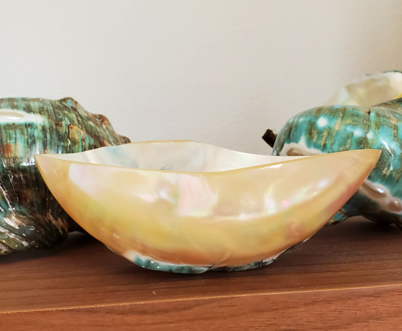 【夜光貝】ジュエリートレー×酒器 5cm