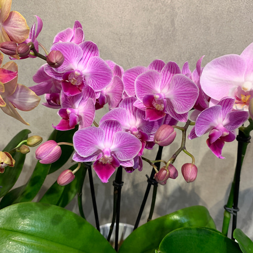 FlowerKitchen 胡蝶蘭 ギフト 産地直送の花ギフト ミディ胡蝶蘭