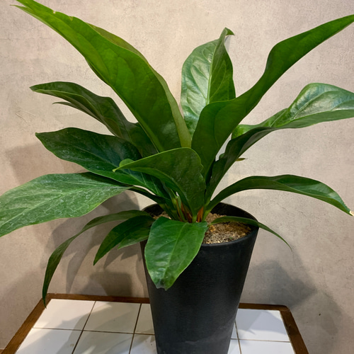 希少❗️原種アンスリウム❤️ジャングルブッシュ 7号鉢 多肉