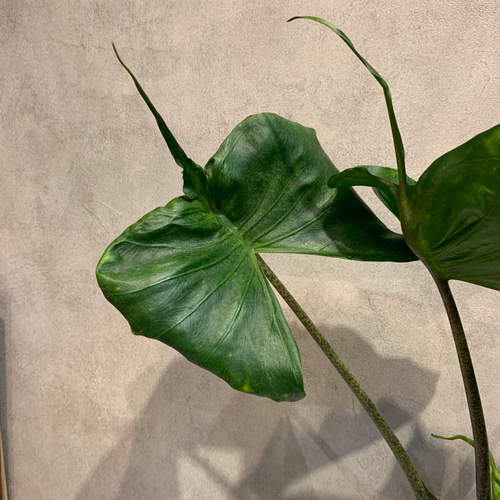 希少❗️アロカシア❤️スティングレイ 6号鉢 多肉植物 Garden_couleur