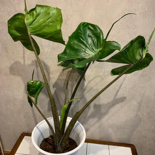 アロカシア スティングレイ アルボ 斑入り アロカシア スティングレイ