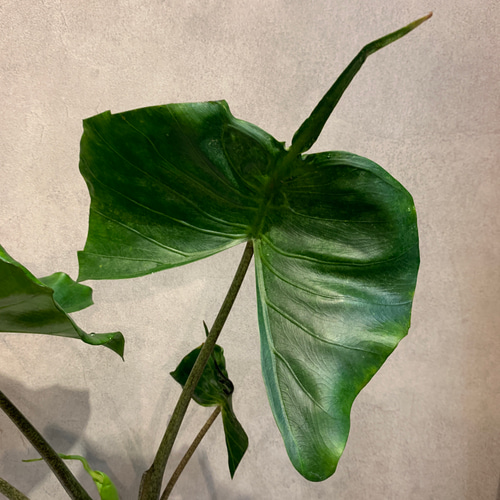 格安 アロカシア スティングレイ オーレア アロカシア スティングレイ オーレア