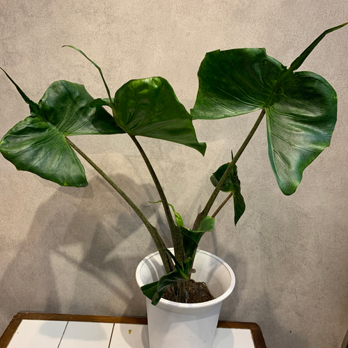 希少❗️アロカシア❤️スティングレイ 6号鉢 多肉植物 Garden_couleur