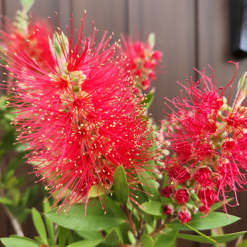 花芽いっぱい♡カリステモン ブラシノキ 鉢植え オージー