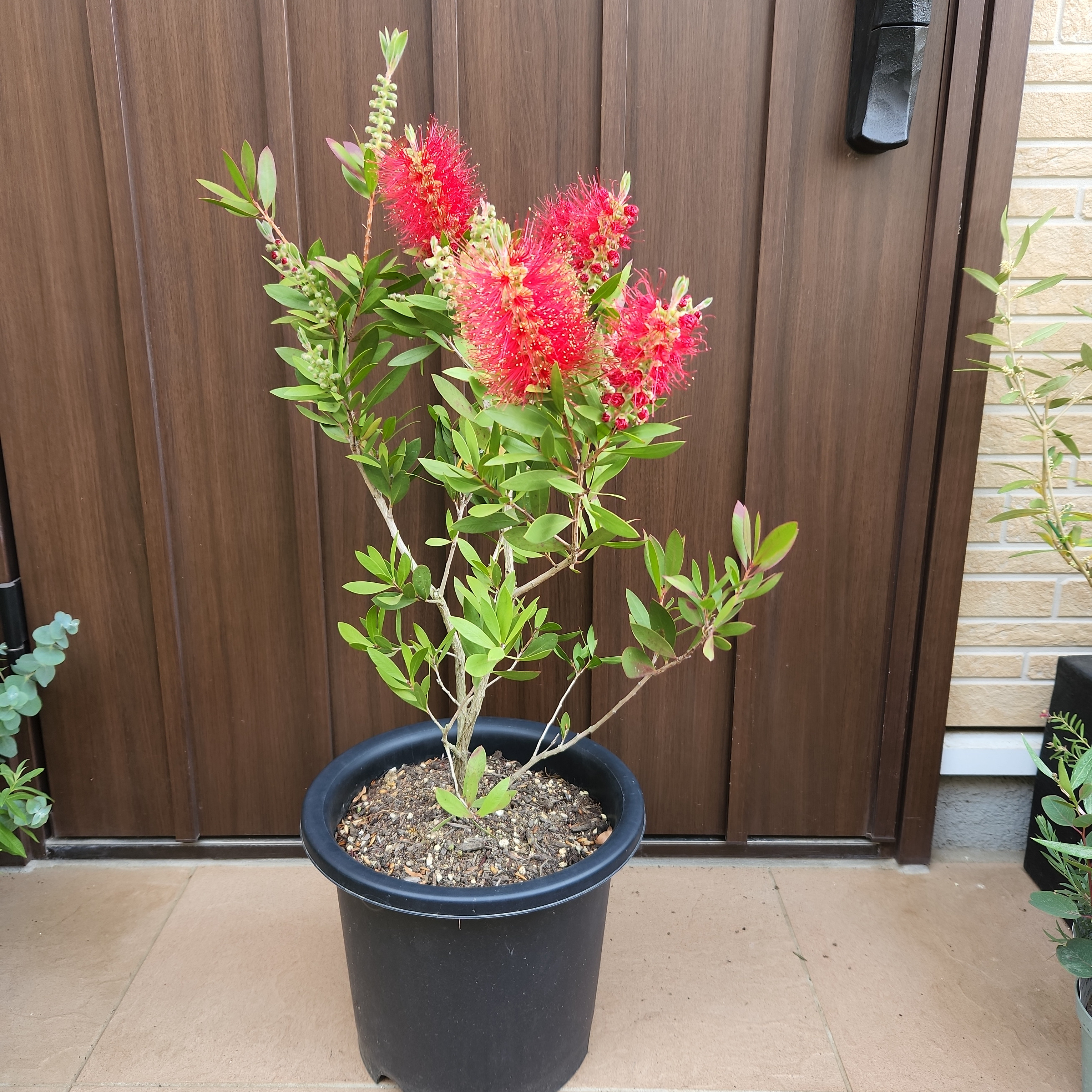 花芽いっぱい カリステモン ブラシノキ 鉢植え オージープランツ ...