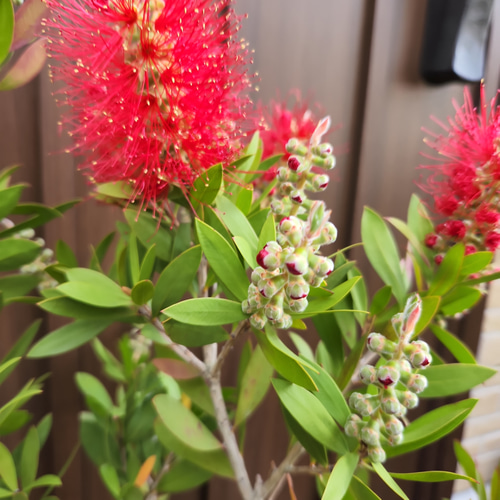 カリステモン スポットファイヤー　8号鉢 大株　オージープランツ カリステモン スポットファイヤー 8号鉢 大株 オージープランツ