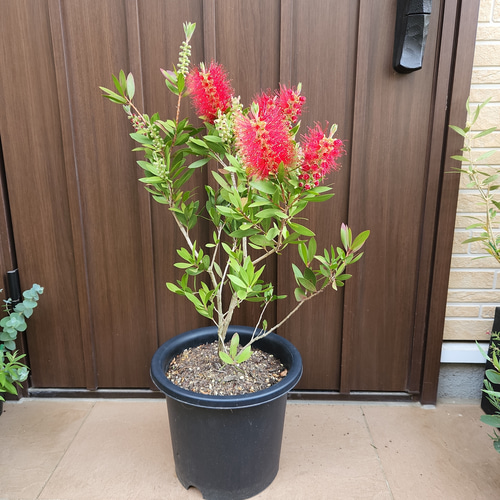 カリステモン　リーブスピンク　鉢植え　苗　金宝樹　オージープランツ カリステモン（金宝樹・ブラシノキ）：ピンクシャンパン4.5号