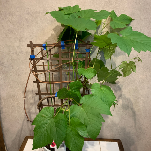 ブドウ ❤️デラウェア 苗木 6号鉢 多肉植物 Garden_couleur