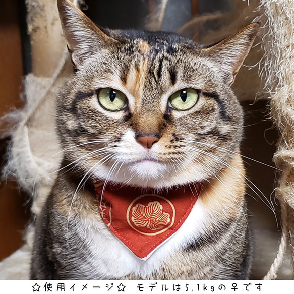 猫&小型犬用バンダナ/家紋⑤ n-0144シリーズ 5枚目の画像