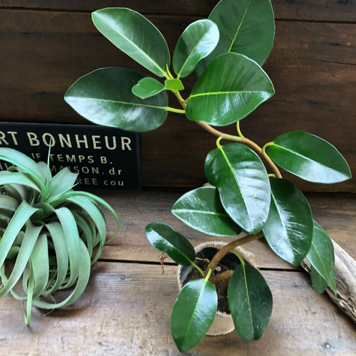 観葉植物 曲がった幹の緑の葉
