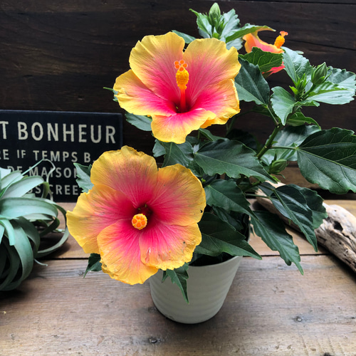 サンセット♡ハイビスカス♡夏色♡大苗♡ガーデニング アートフラワー