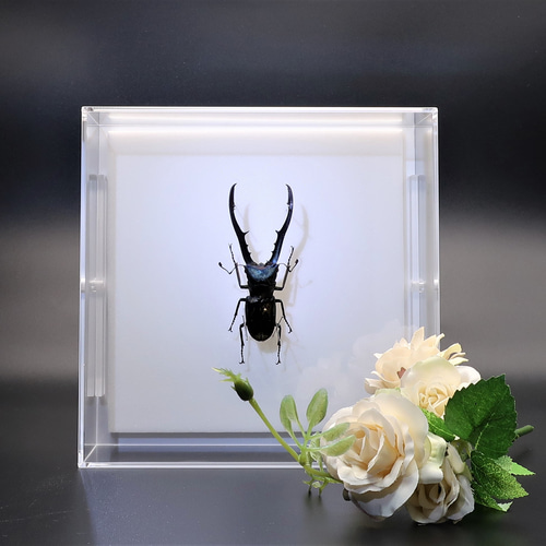 フレーム入り　 ボルネオ島クワガタムシ　標本 金属虫◇メタリフェールホソアカクワガタ◇ アクリルフレーム 昆虫の