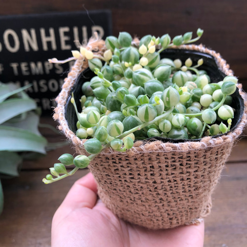 斑入りグリーンネックレス♡マーブル♡多肉植物♡垂れ下がり♡ アート