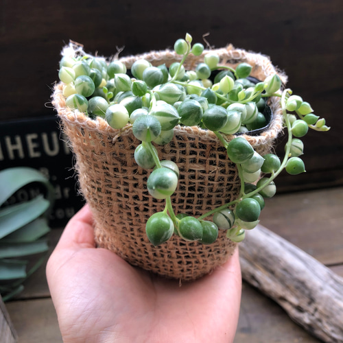 斑入りグリーンネックレス♡マーブル♡多肉植物♡垂れ下がり♡ アート