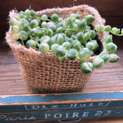 斑入りグリーンネックレス♡マーブル♡多肉植物♡垂れ下がり♡ アート
