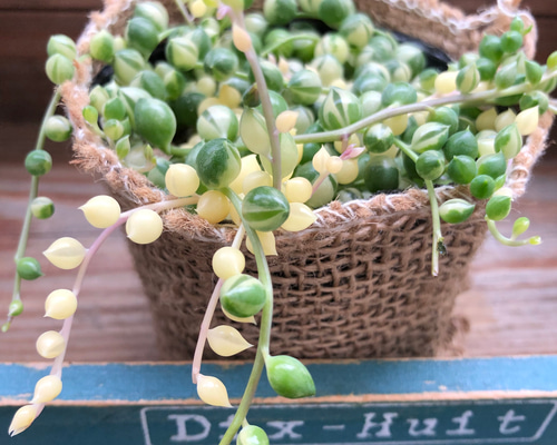 マーブルネックレス 斑入りグリーンネックレス 多肉植物 カット苗 マーブルネックレス 斑入りグリーンネックレス 多肉植物 カット苗