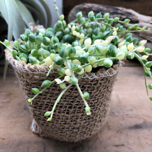 斑入りグリーンネックレス♡マーブル♡多肉植物♡垂れ下がり♡ アート