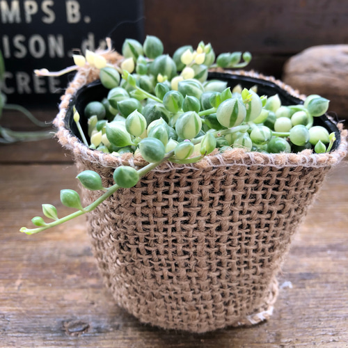 マーブルネックレス 斑入りグリーンネックレス 多肉植物 カット苗 マーブルネックレス（斑入りグリーンネックレス） | RuPo 多肉